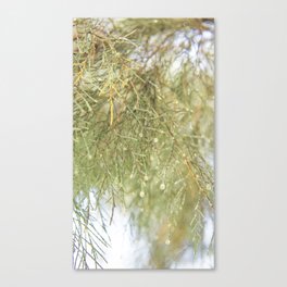 Nature at a close look | Pine Micro Photography | Light, Bright & Green | Nature & Trees Canvas Print