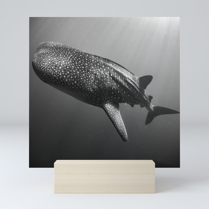 Whale shark black white Mini Art Print