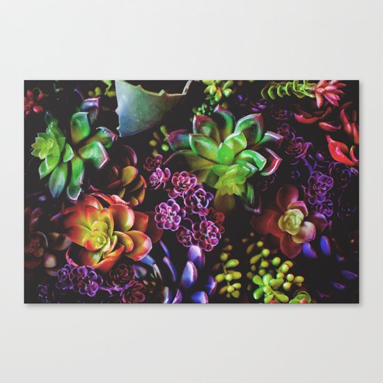 Colorful Succulent Plants Canvas Print
