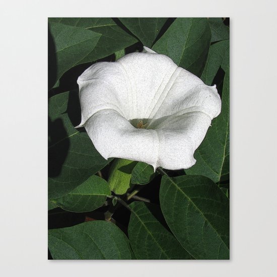 Angel's Trumpet in a Sunny Garden Canvas Print
