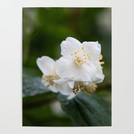 White Flower Poster