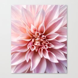 Delicate Girly Pink Dahlia Flower . Nature Photography Canvas Print
