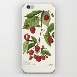 Blackberries (Rubus subg. Rubus Watson) (1910) by Amanda Almira Newton. iPhone Skin