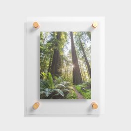 West Coast Redwoods, Humboldt Floating Acrylic Print