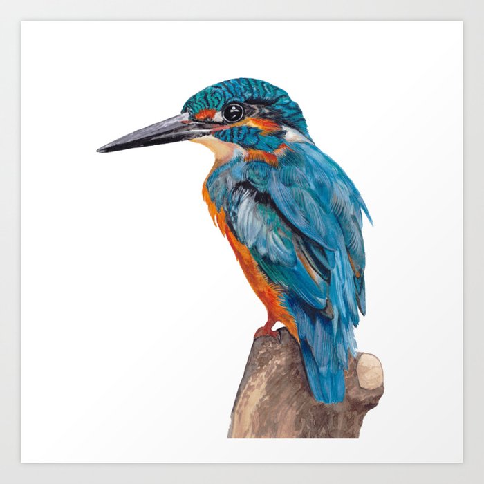Watercolour Kingfisher Gift Card Print Sale,Original Wildlife,Animal,Art, 