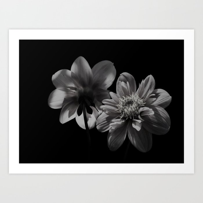 Dahlia's floral black and white photograph / black and white photography   Art Print