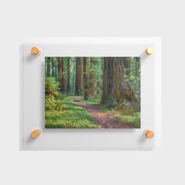 A Walk in the Redwoods Floating Acrylic Print
