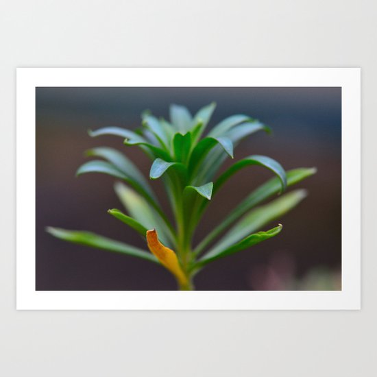 Weathering Well Art Print