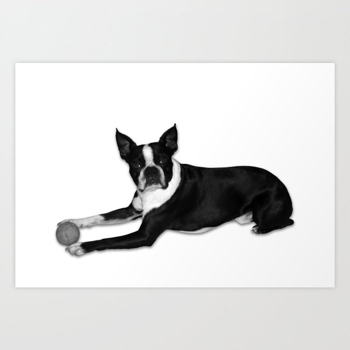 Fetch Boston Terrier B/W Art Print