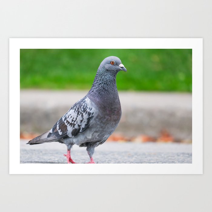 Urban Avian: Street Pigeon Art Print