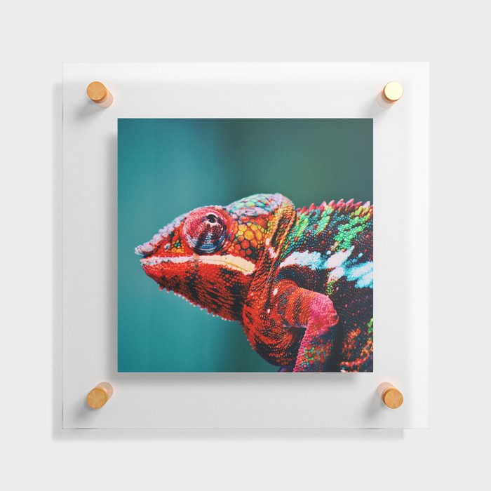 South Africa Photography - Colorful Chameleon Floating Acrylic Print