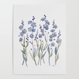 Blue Forget Me Not Blooms Poster