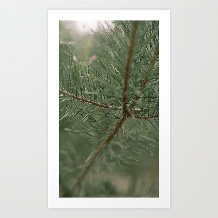pine tree composition no.1 Art Print