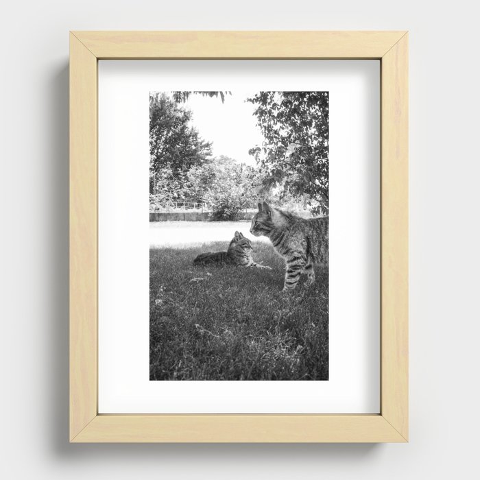 felines #1 Recessed Framed Print