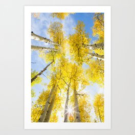 Yellow Aspen Canopy Colorado Art Print Art Print