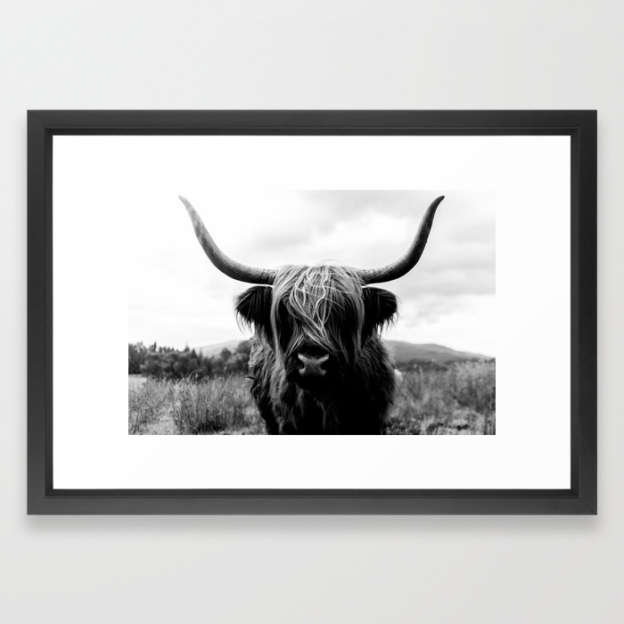 Scottish Highland Cattle Black And White Animal Framed Art Print By Regnumsaturni Society6