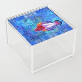 Colorful Tropical Wrasse Fish Art - Sea Fairy Acrylic Box