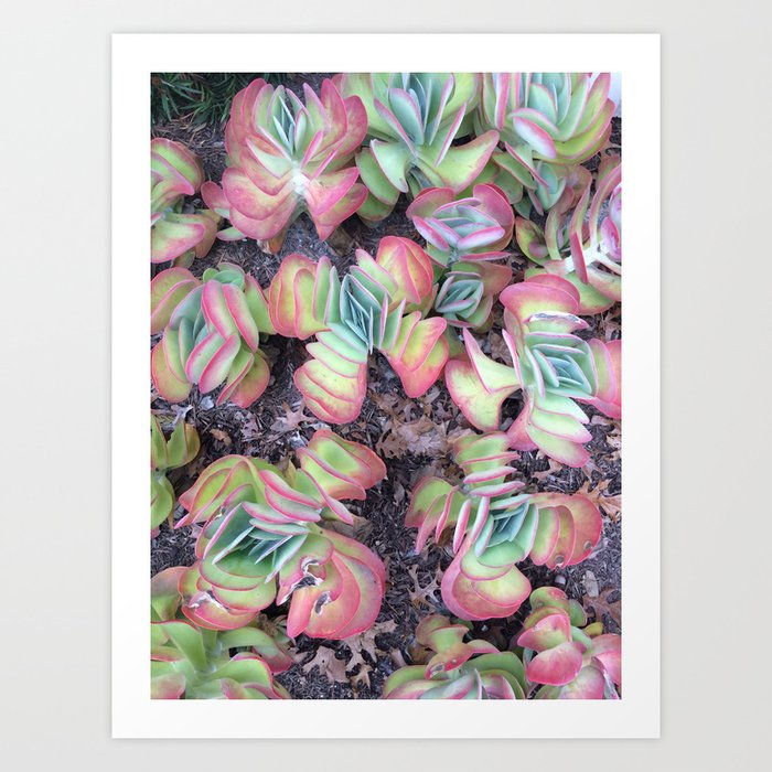 Colorful Succulents Art Print