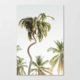 Palms - Travel Photography Central America - Wanderlust  Canvas Print