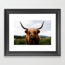 Scottish Highland Cattle Portrait Framed Art Print
