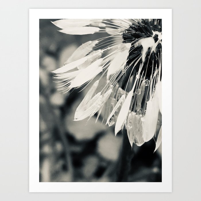 Black & White Dandelion 1, Art Print