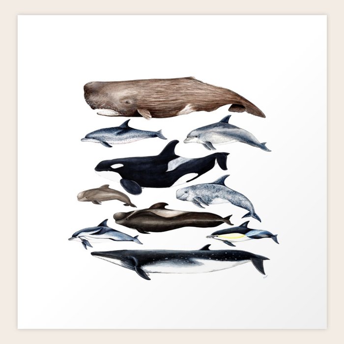 Atlantic Whales Dolphins And Orca Art Print By Chloeyzoard