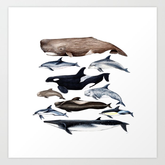 Atlantic whales, dolphins and orca Art Print