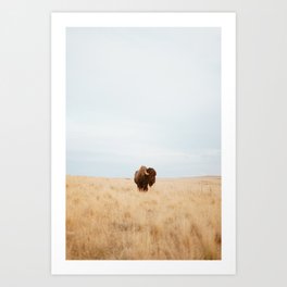 bisons meadow Art Print