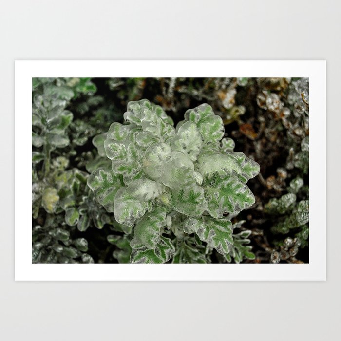 Frozen Plant | 3 Art Print