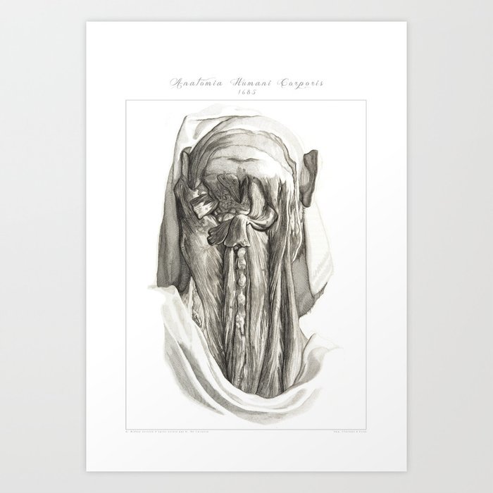 Human Anatomy Art Print Muscle Cervical Bones Vintage Anatomy Doctor Medical Art Antique Book Plat Art Print By Frenchfineart Society6