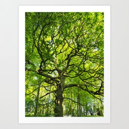 Oak tree in spring Art Print | Wood, Forest, Nature, Season, Oak, Spring, Foliage, Green, Branches, Tree 