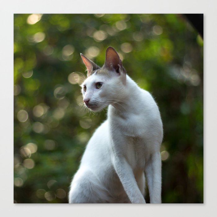 Cat Pose Canvas Print by karthika