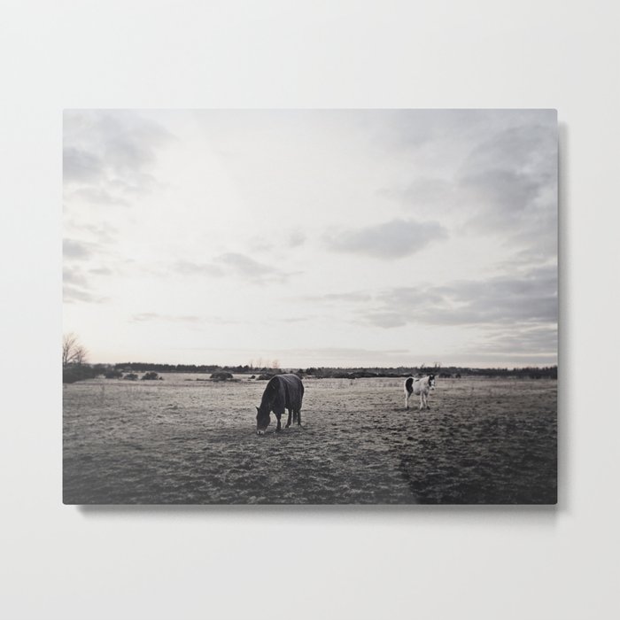 Horses in a Field in Black and White Metal Print