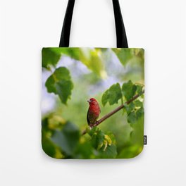 Red Finch Tote Bag