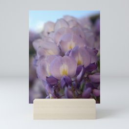 Wisteria Vine Flower Blooming Blossoms Close Up Mini Art Print