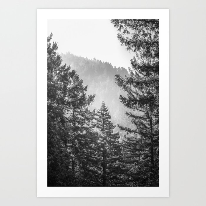 Redwood Park Black and White Art Print