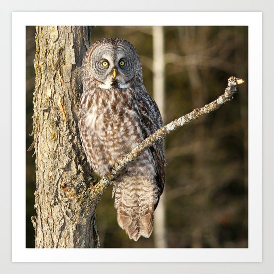Basking in the afternoon sun Art Print