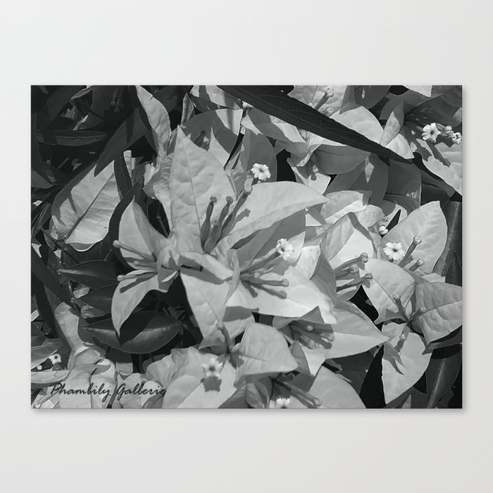 Bouganvillas grayscale NBD Jamaica Spring 2020 Canvas Print