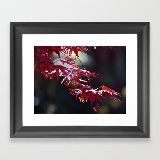 Acer Framed Art Print