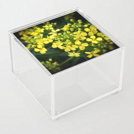Rapeseed flowers botanical cottagecore photography Acrylic Box