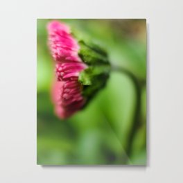 English Daisy Blend Metal Print | Flower, Pinkflower, Photo, Blurry, Natural, Flowers, Englishdaisies, Bokeh, Pinkflowers, Plants 