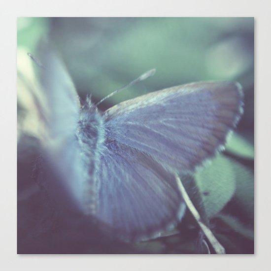Midnight flight Canvas Print