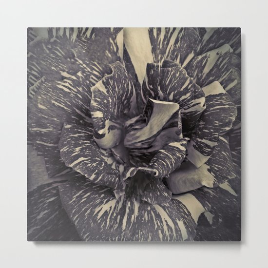 Rose bw Metal Print