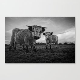 Two Shaggy Cows Canvas Print