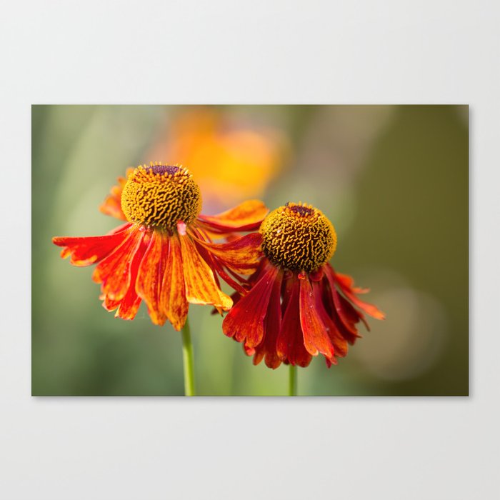 Flowers in Summer Canvas Print
