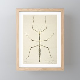 Stick Bug Vintage Drawing Framed Mini Art Print
