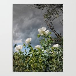 Storm Poppies Poster