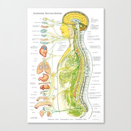 Autonomic Nervous System Poster Chiropractic Medical Chart Canvas Print