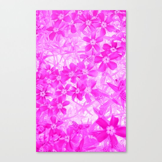 Flower | Flowers | Pink Flox Canvas Print