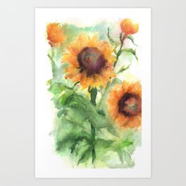 Sunflower Watercolor Study: Field Sketch Art Print